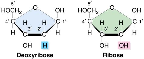ribose werking.